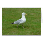 Seagull walking in the Park Card