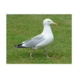 Seagull walking in the Park Post Card