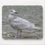 Seagulll on pavement mouse pad