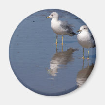 Seagulls At Ocean Beach In San Diego Magnets