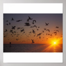 Seagulls at Sunset Florida Gulf Coast Poster