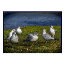 Seagulls ATC Business Card