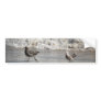 Seagulls, bumper sticker