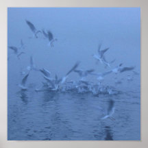 Seagulls Feeding Posters