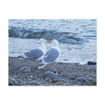 Seagulls Kissing on the Beach Photo Postcards