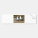 Seagulls On Oceans Beach Bumper Stickers