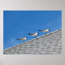 Seagulls on roof posters