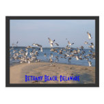 Seagulls Postcard, Bethany Beach, Delaware