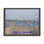 Seagulls Postcard, Ocean City, Maryland