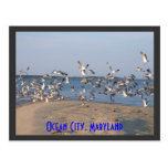 Seagulls Postcard, Ocean City, Maryland