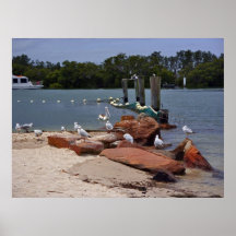 Seagulls Posters