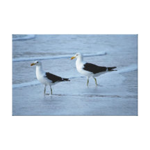 Seagulls waiting for the waves gallery wrap canvas