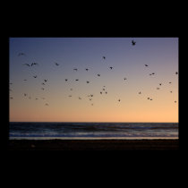 Seaguls at sunset posters