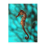 Seahorse Postcard