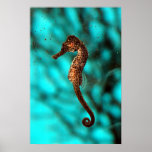 Seahorse Poster