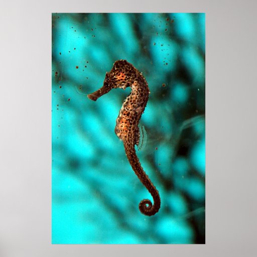 Seahorse Poster