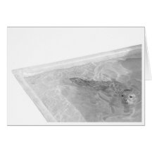 Seal Drawing Card