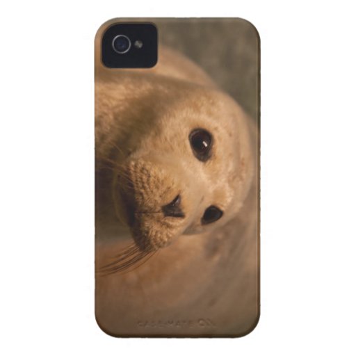 Seal iPhone 4/4S Barely there case iPhone 4 Case-Mate Case