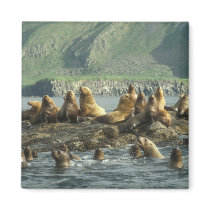 Seal Island Magnet