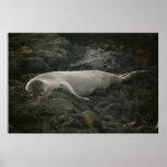 seal kaena point  oahu posters