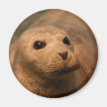 Seal magnet