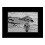 Seal mother and her baby seal post cards