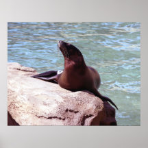 Seal Poster