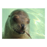 Seal with Fish Invitation