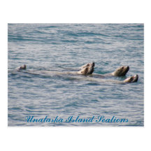 Sealion Family, Unalaska Island Postcard
