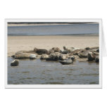 Seals Card