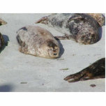 Seals On Sand On Beach Cut Outs