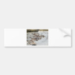 Seals Sand Beach Bumper Sticker