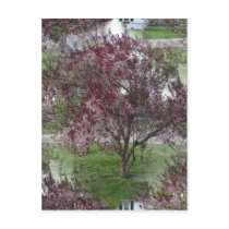 Seamless Sandcherry Photo Postcard