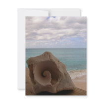 Seashell Beach Paradise