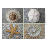 Seashell Collage Cards