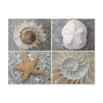 Seashell Collage
