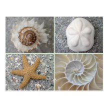 Seashell Collage Postcard