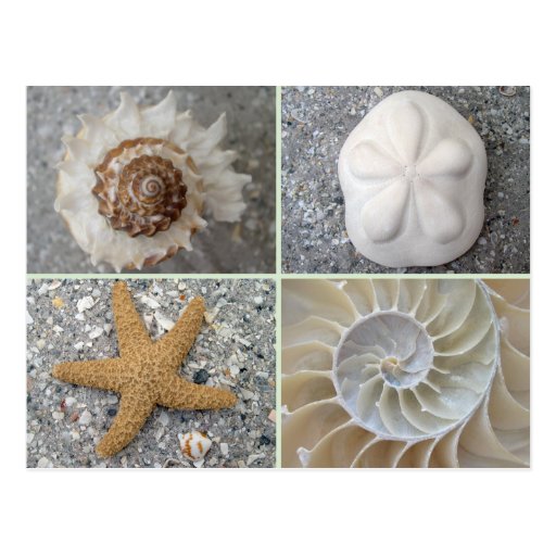 Seashell Collage Postcard