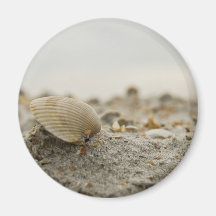 Seashell Magnet