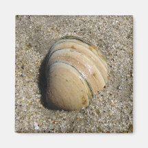 Seashell Magnet
