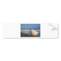 Seashell on the Shore Bumper Stickers