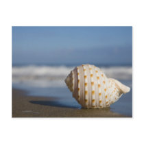 Seashell on the Shore Postcard