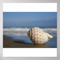 Seashell on the Shore Print
