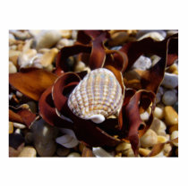 Seashell Photo Cutout