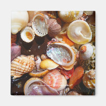Seashell Treasure Trove - Magnet