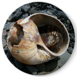 Seashell With Slug Button