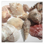 Seashells Ceramic Tiles