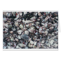 Seashells Greeting Card