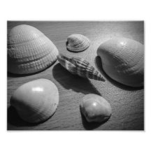 Seashells Photo Art