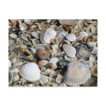 SeaShells postcard